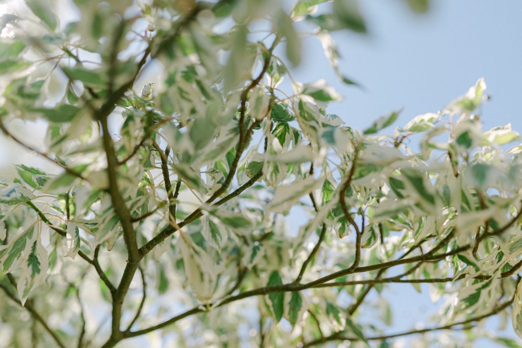 sarah lecornu dudouit photographe mariage